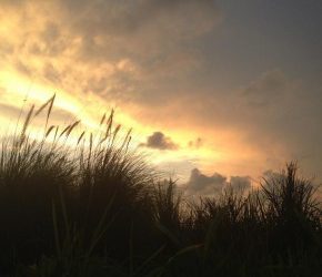 Expert Advice on the Effectiveness of Current Weeds of National Significance Management Activities